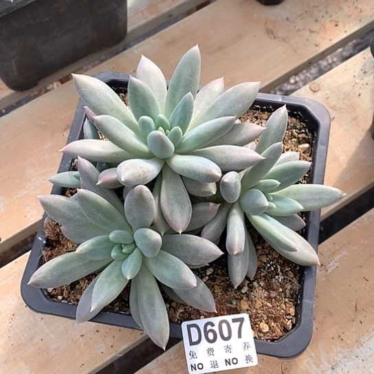 黄胖体哥特607 亏本处理退款拉黑7-8天发货