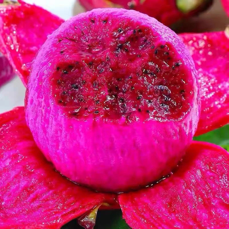 【红心火龙果3个果】榨汁必备！个个管够！