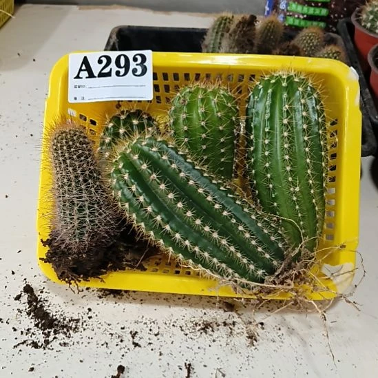 当前无花栽培后可以开花a293
