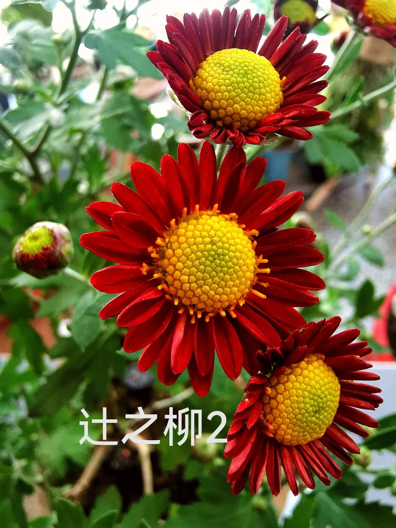 特价处理盆景菊已修剪不带花种苗，品种以直播选购为准