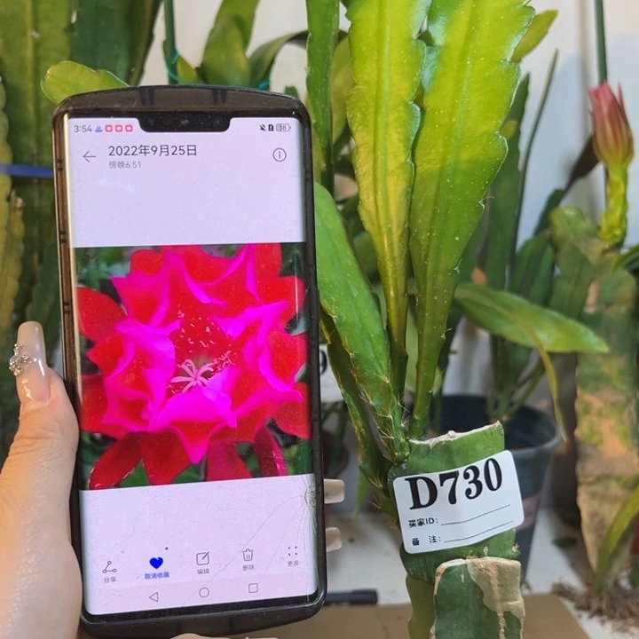 当前无花栽培后可以开花730