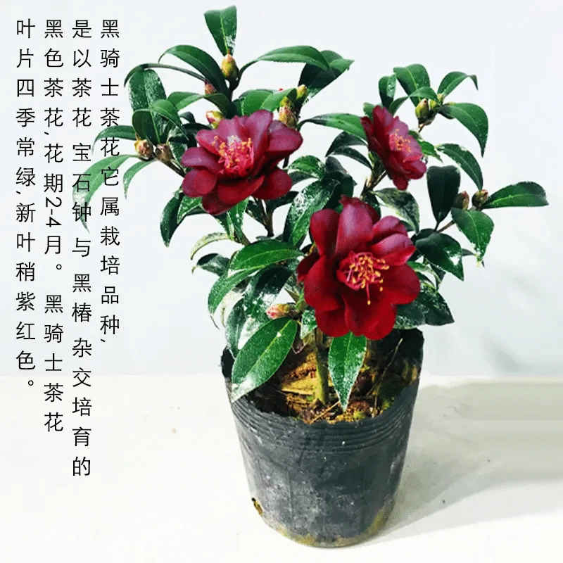 茶花（黑骑士）基地直发