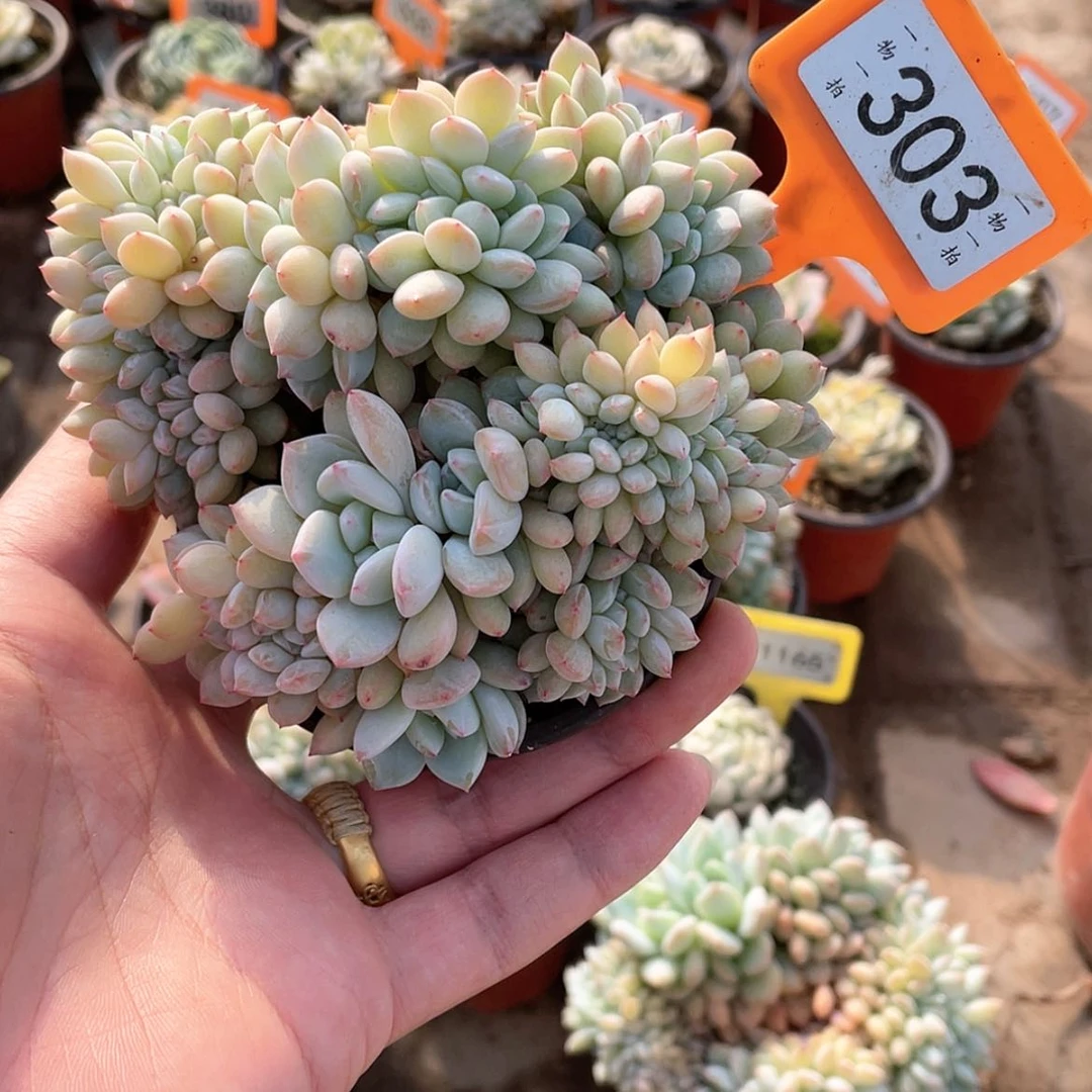 【闪购商品】303号