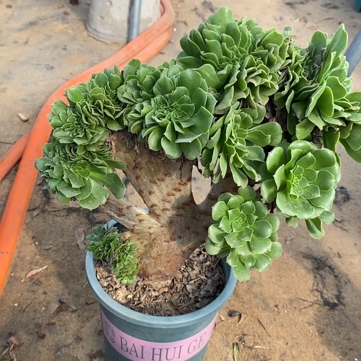 绿羊绒缀多肉植物34。