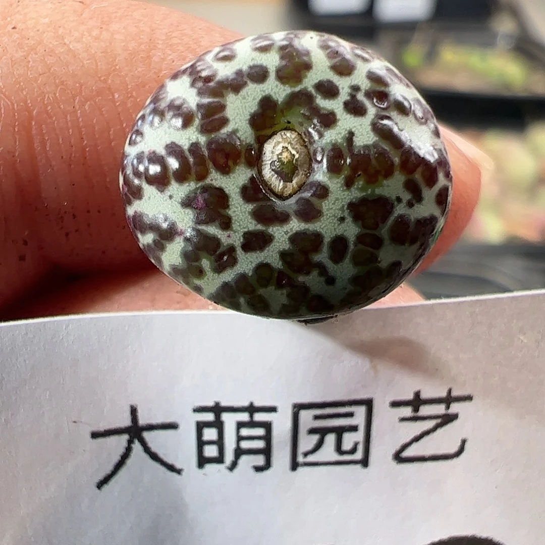 一物一拍优选泡泡安贞846