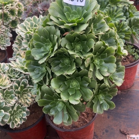 340绿羊绒不包断枝