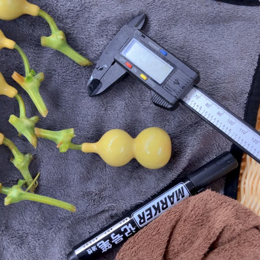 爱***.天津嘴儿葫芦葫芦