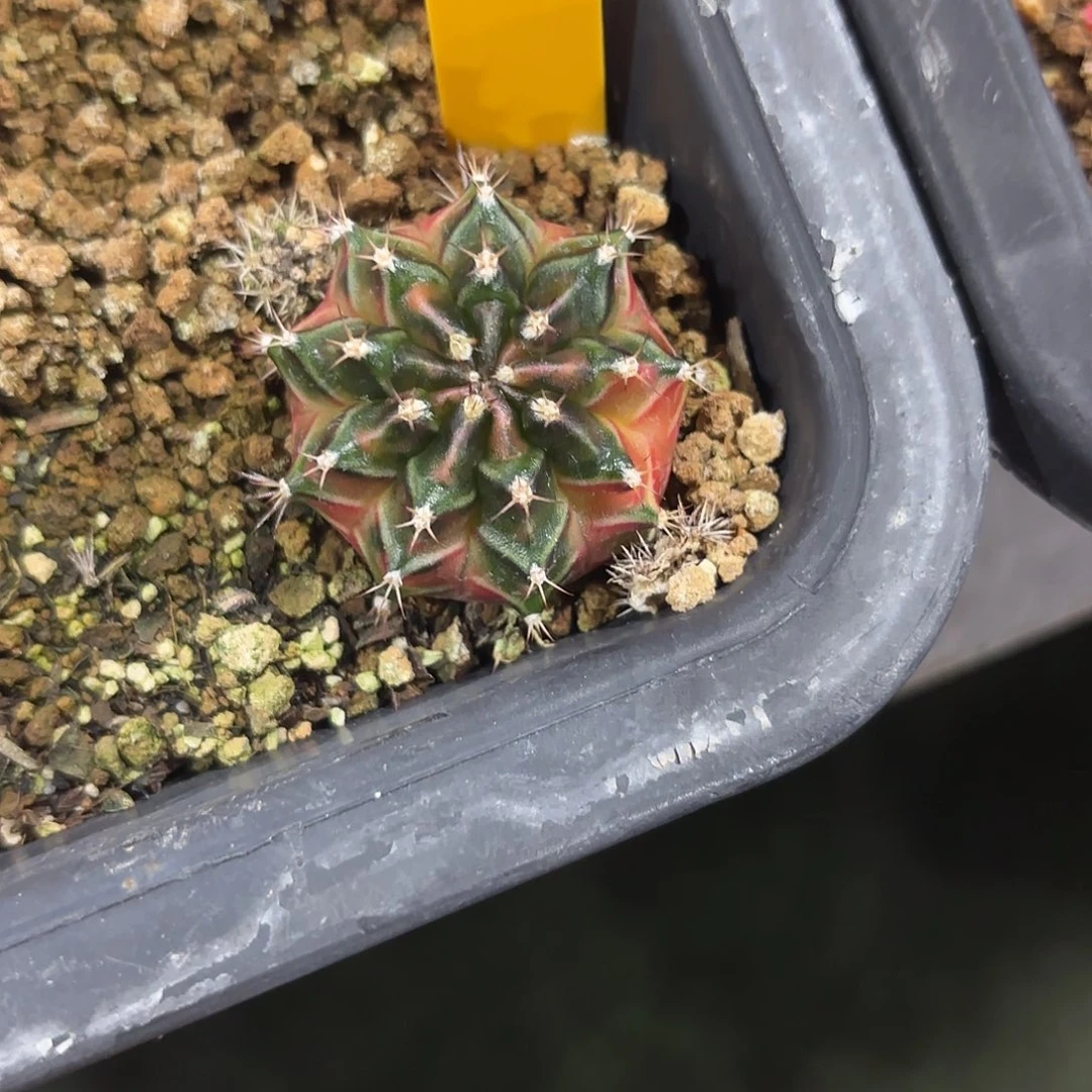 110-0927泰国发货多肉福利价