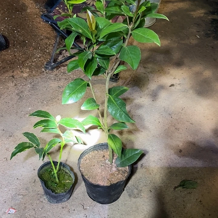 当前无花栽培后可以开花正黄旗