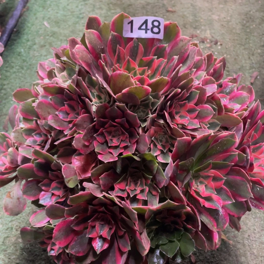 148粉女妖精品法师老桩