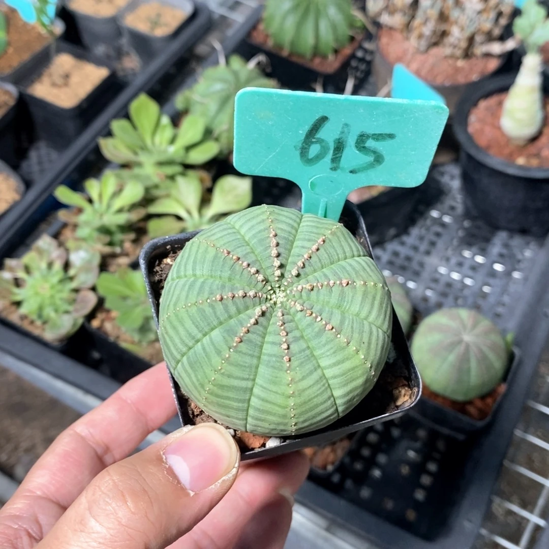 布紋球多肉植物一个