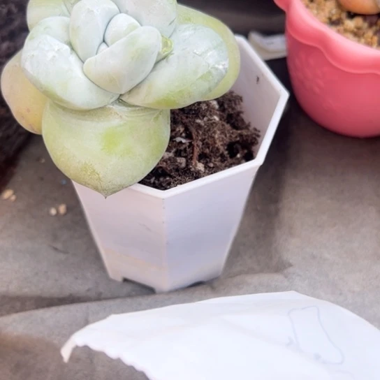 相*谢谢姐姐～一物一拍2993