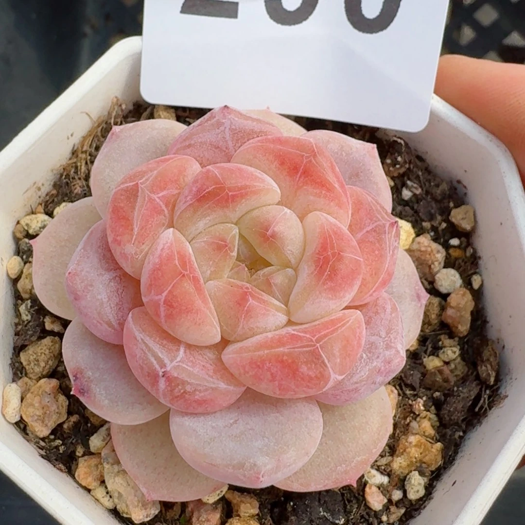 黛玉冰魄         精品多肉