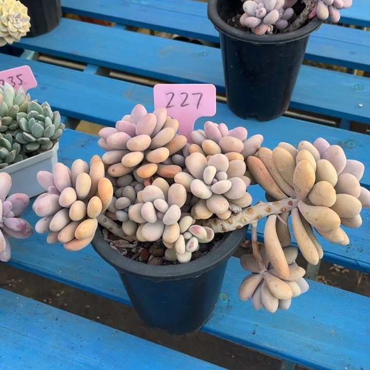 桃蛋多肉植物227