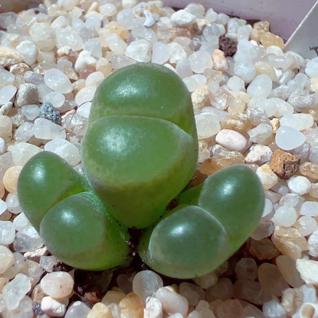 710-711多肉香蕉风铃