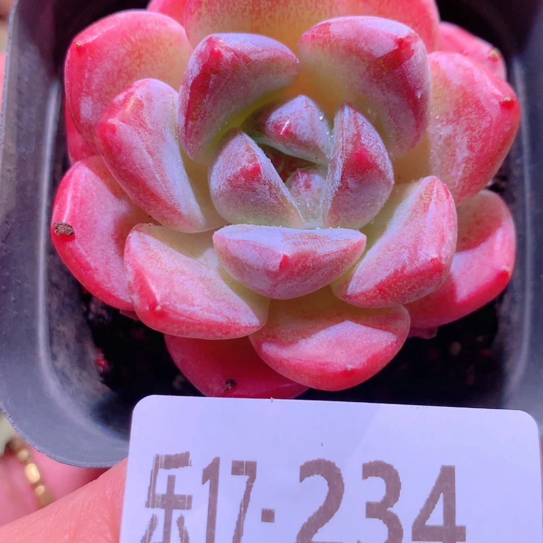 乐然17-234 冰糖