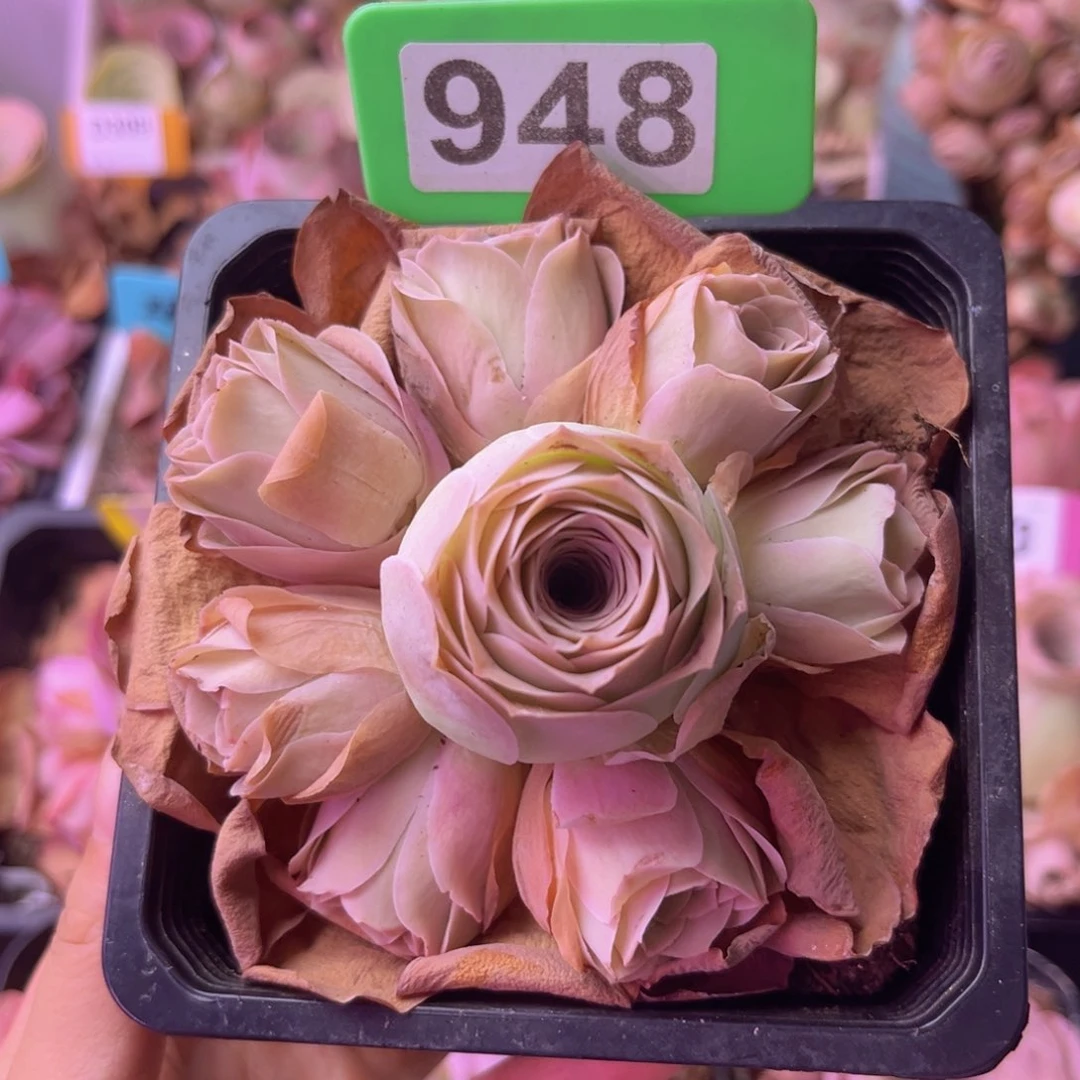 山地玫瑰一物一拍948