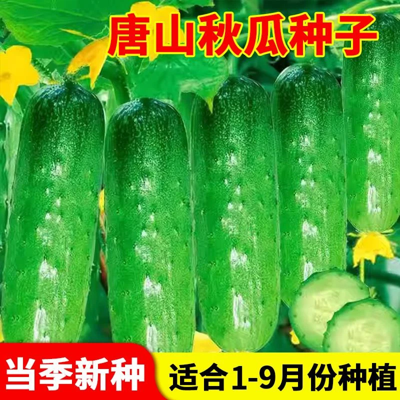 唐山秋黄瓜种子本地老品种黄瓜种籽子秧苗爬藤搭架蔬菜种土黄瓜苗