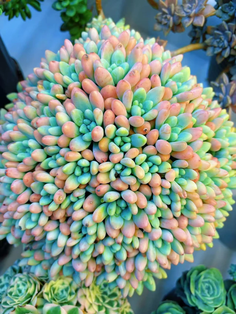 【大盆鱼子酱】精控型 脱土发 新手好养室内室外 喜乐多肉植物