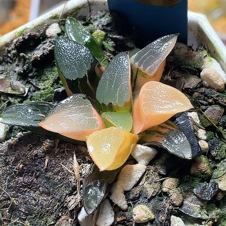 586丘比特锦特选福利