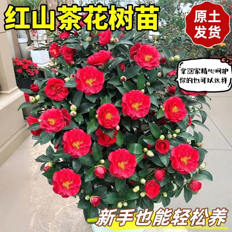 大红赤丹盆栽原盆原土发货带花苞露色山茶花带花苞发货花卉