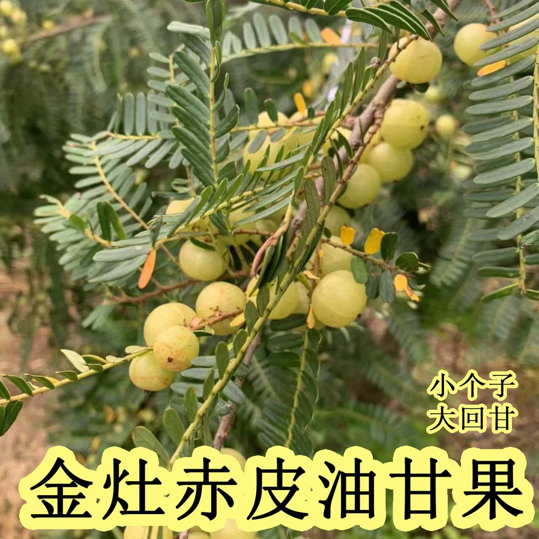 潮汕金灶新鲜赤皮油甘果 小个 煲汤榨汁生吃 1斤装包邮