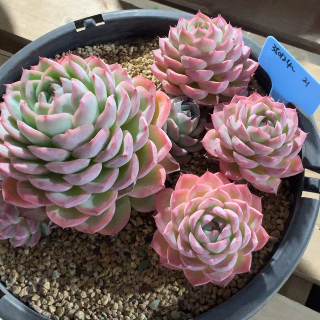 舍****350124-21水晶散群