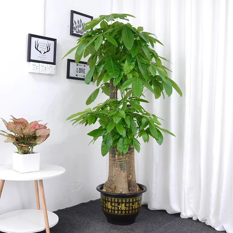 步步高发财树基地直发新店开业新房广州家里客厅盆栽送礼鲜活大棵