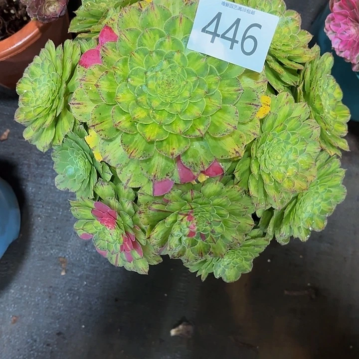 多肉植物福利446个