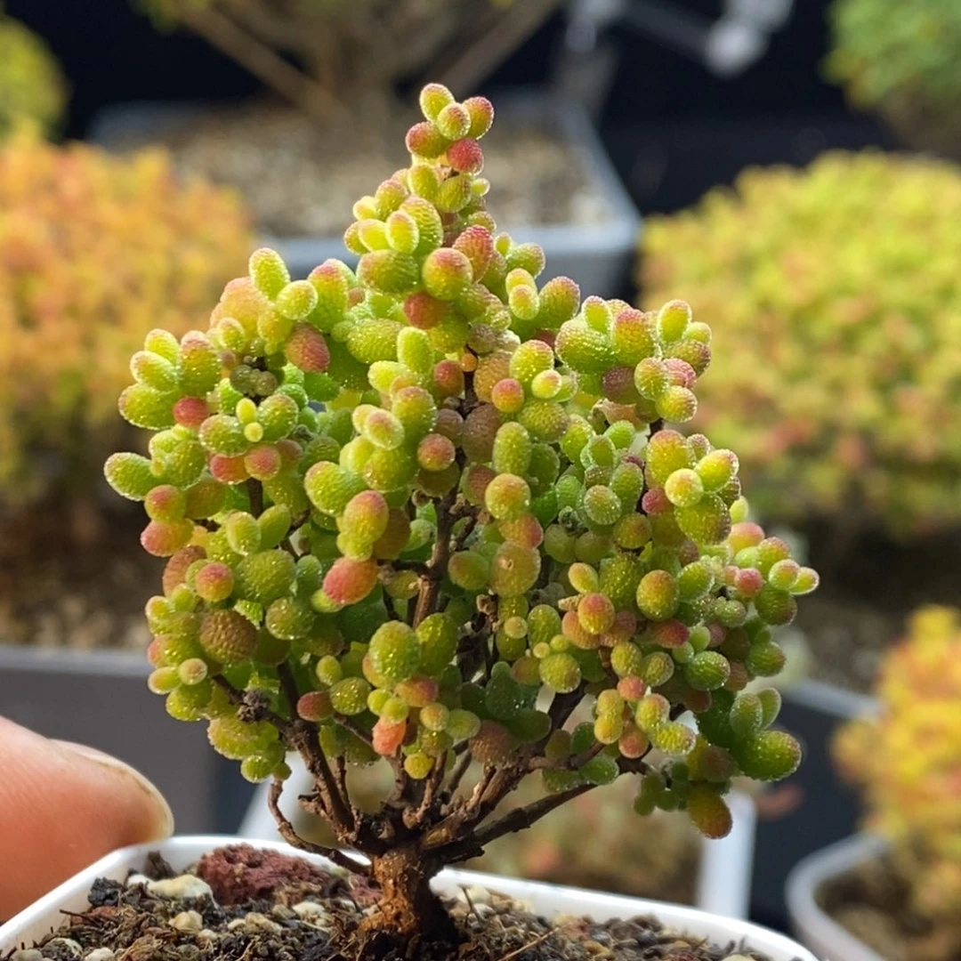 皎***皎682蜜橘糖球。