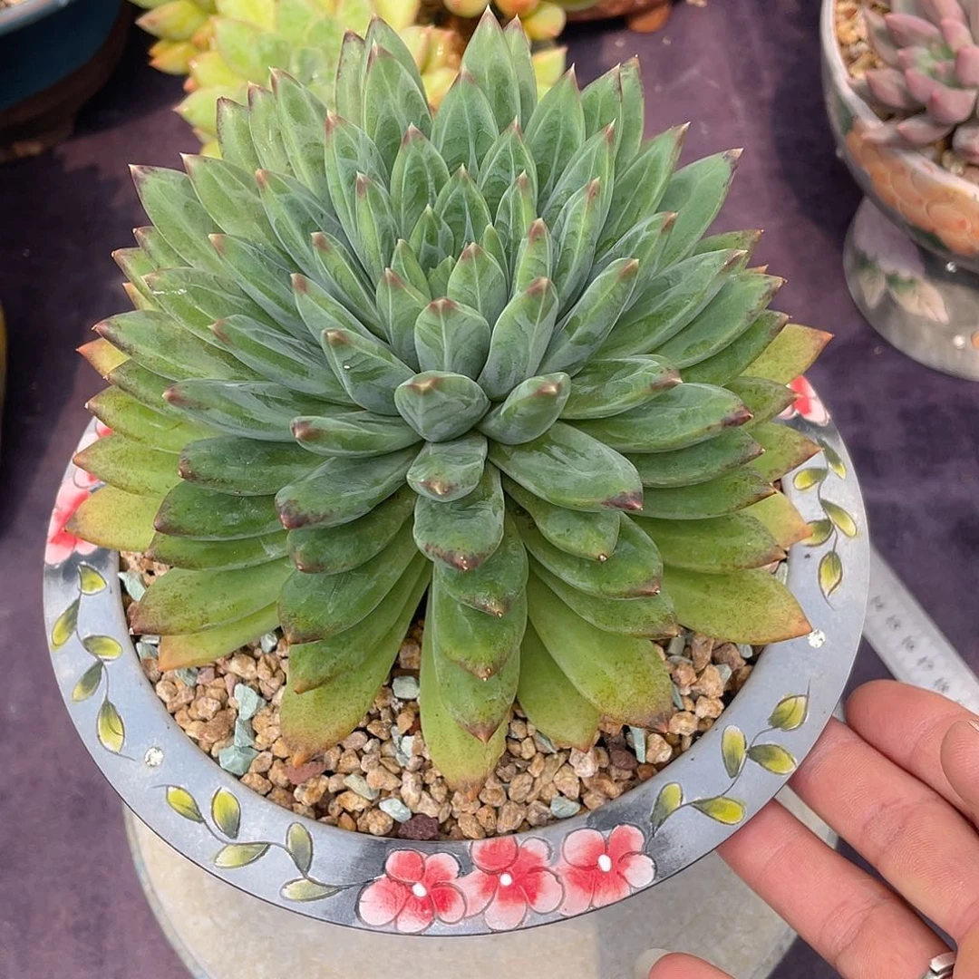 多肉植物脱土包邮