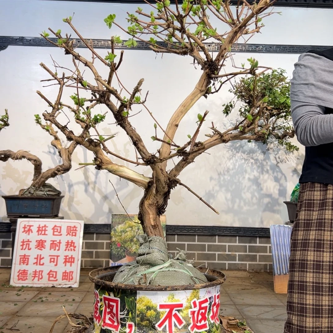 完全开放金银花8888