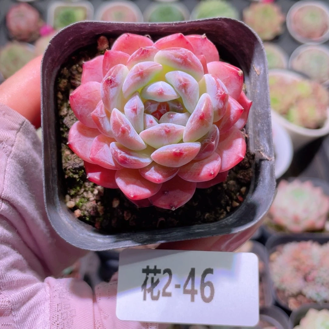 花利美2-46新品单头