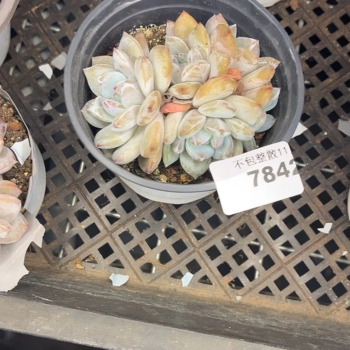 阿雅园艺。         7842