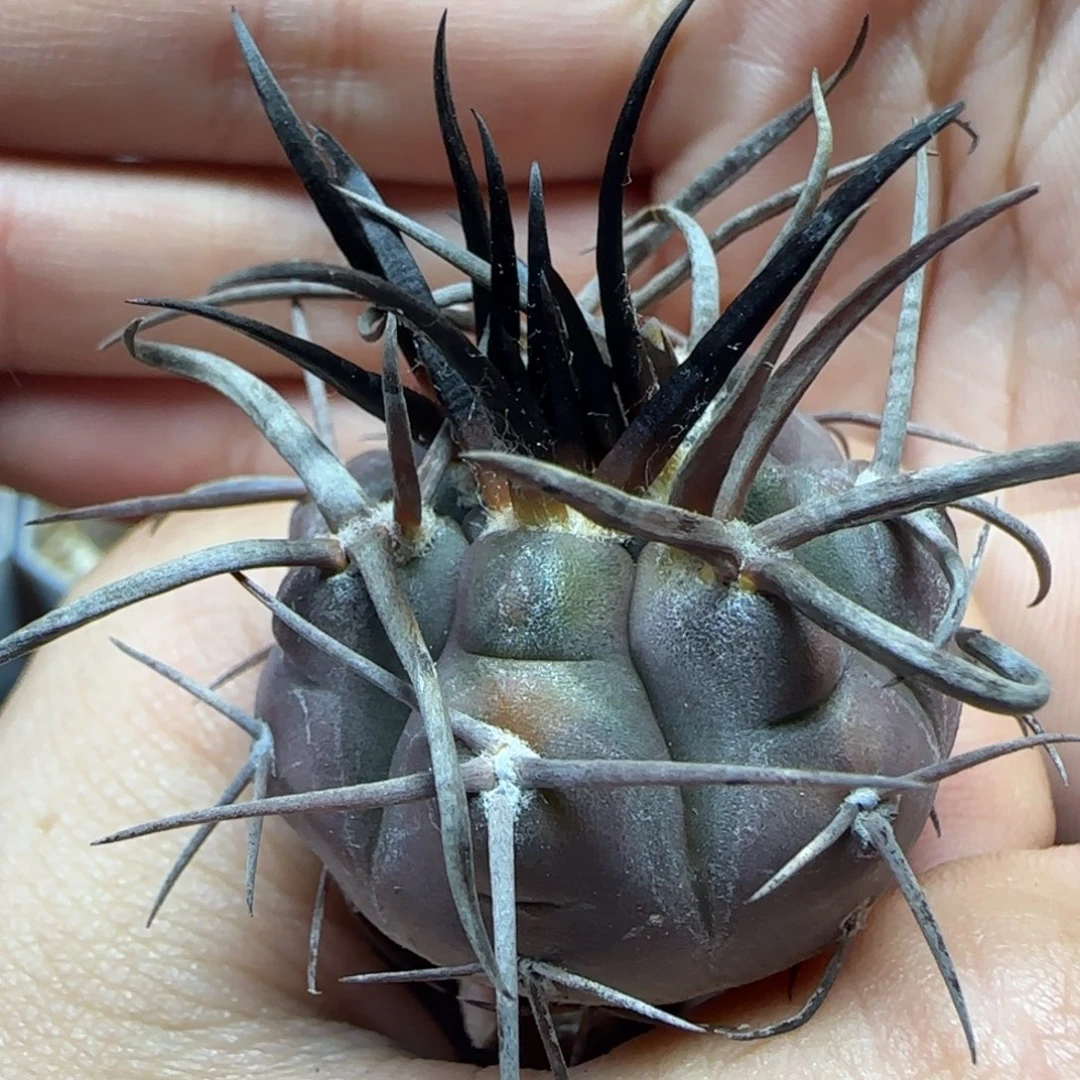 实生守金摩天龙锦多肉