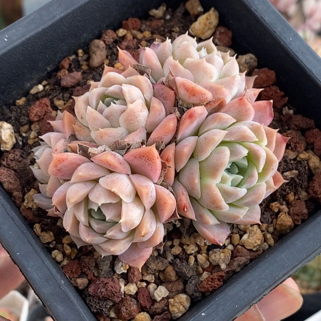 月影杂交群一物一拍