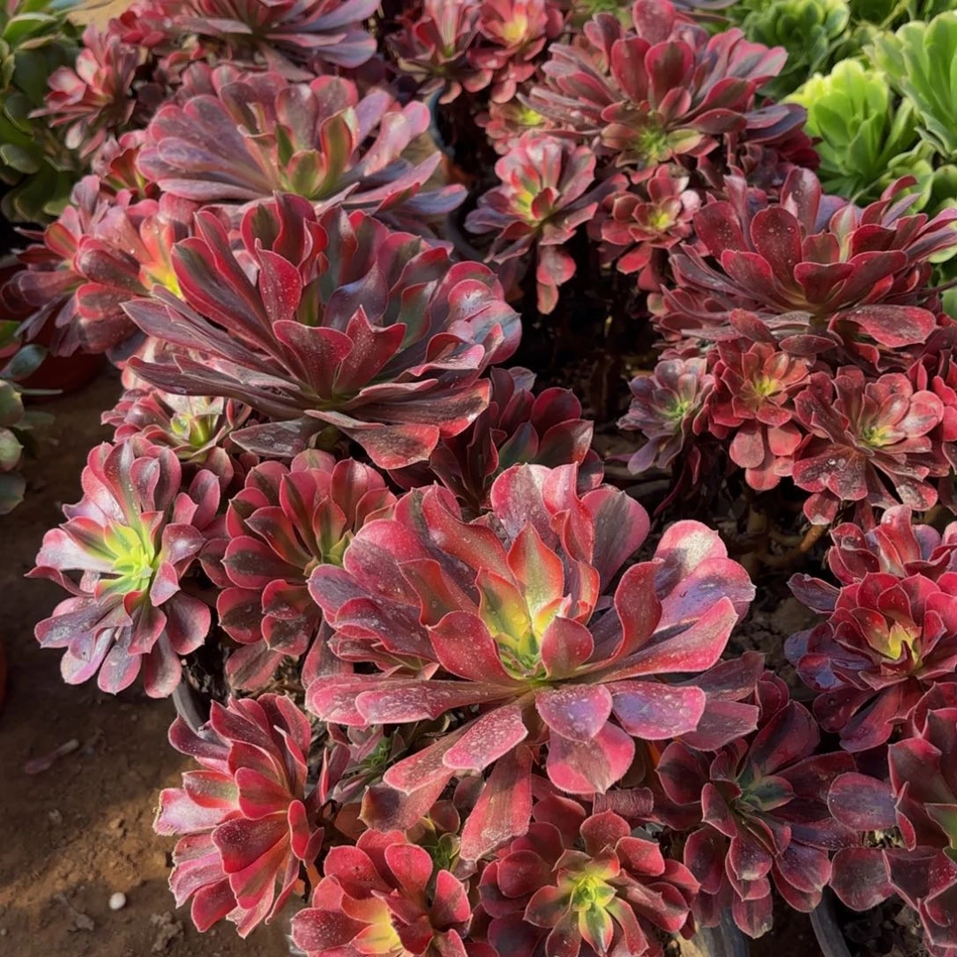 美杜莎9.9法师多肉木质