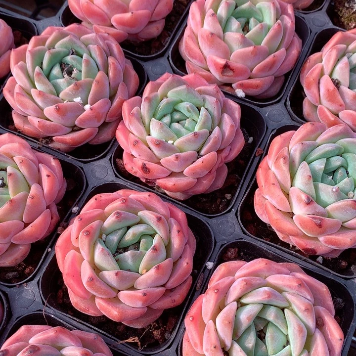 纯爱叶尖受损。