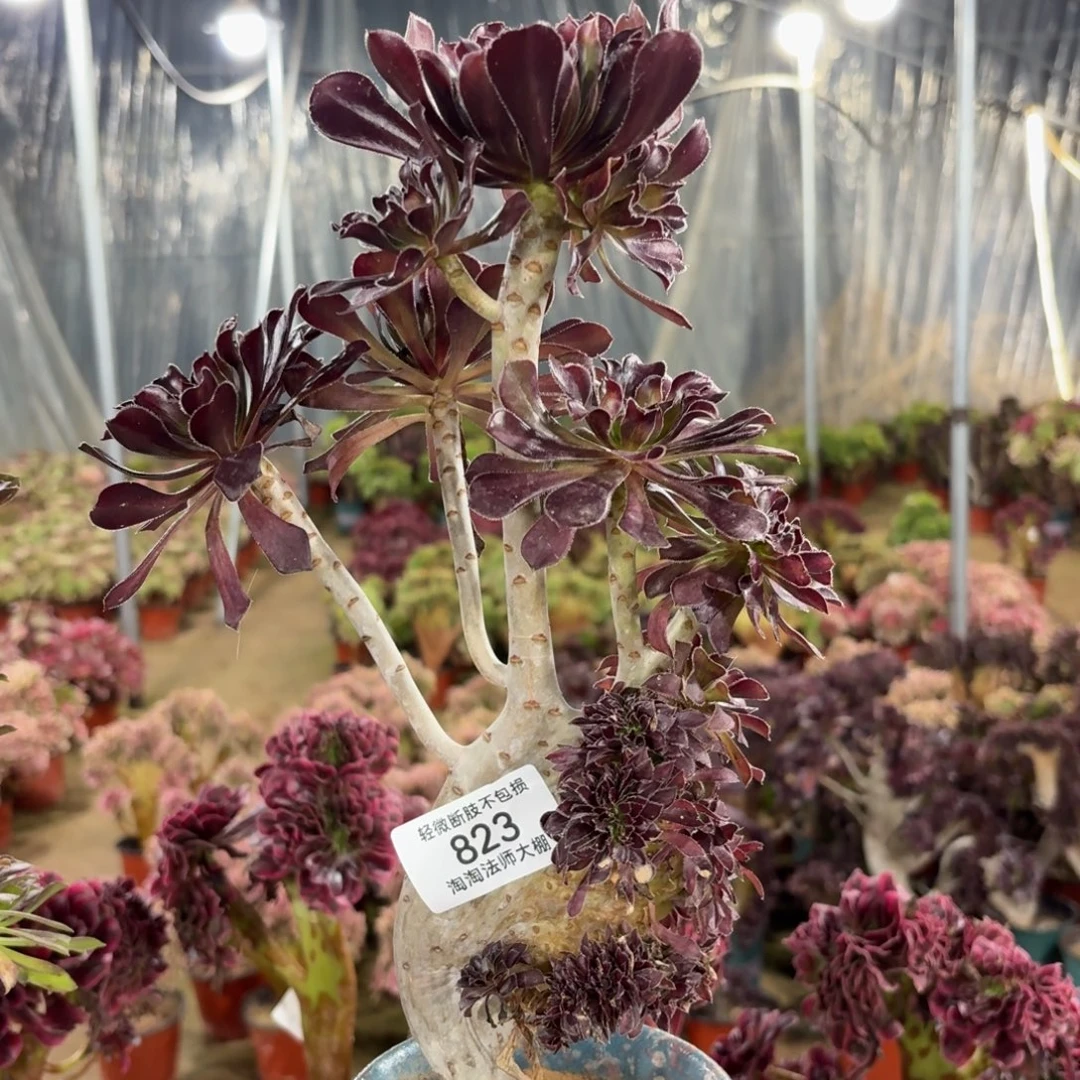 823黑法师缀化多肉植物法师