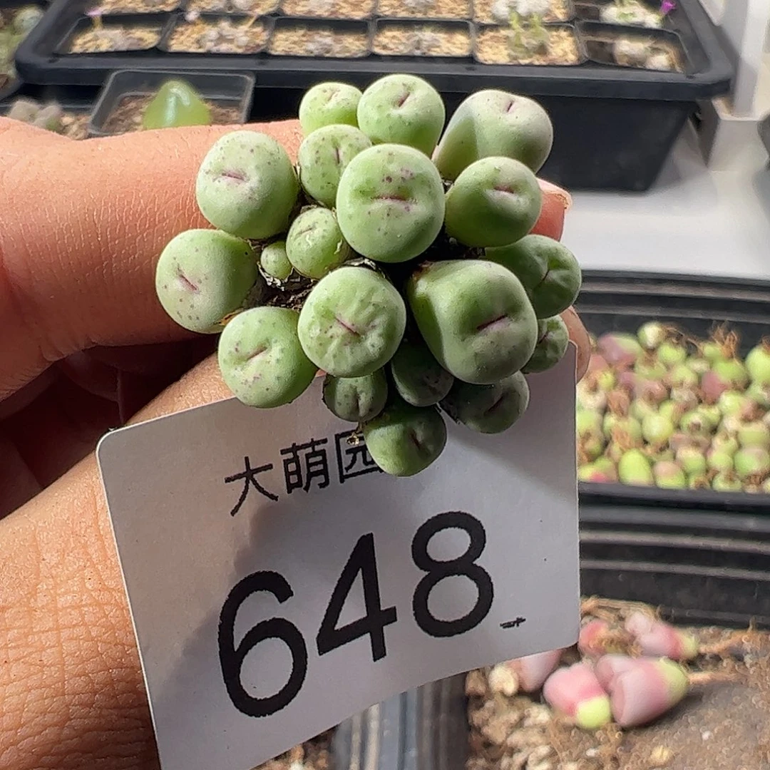 一物一拍带盆土发。  648