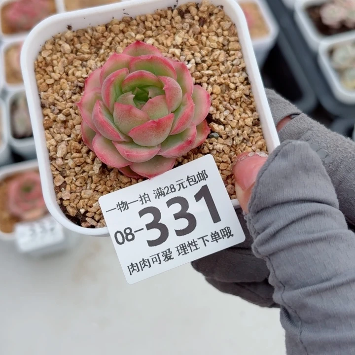 水晶虾饺，多肉植物多肉
