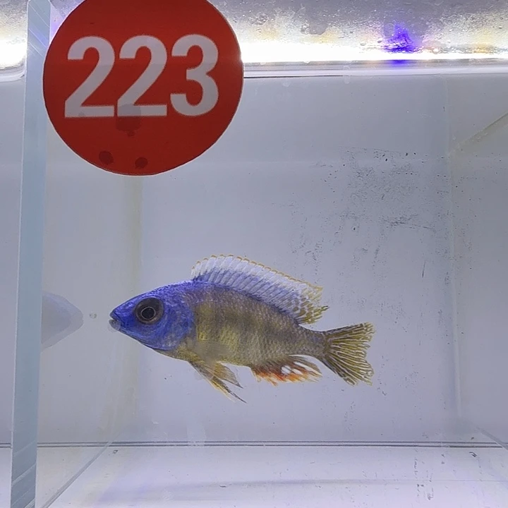 海水223号台海人工