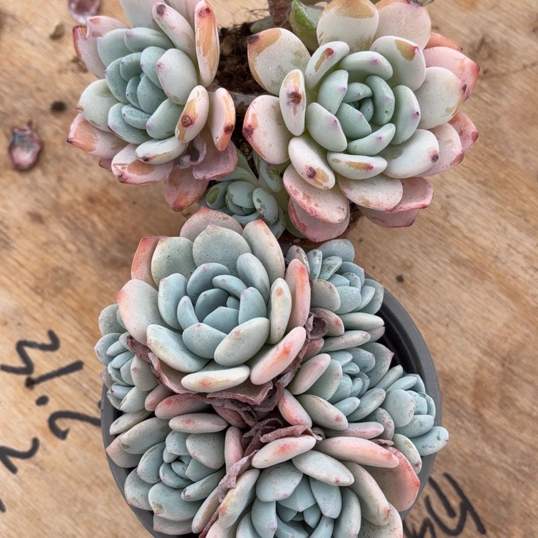 兔子的两个冷香好看