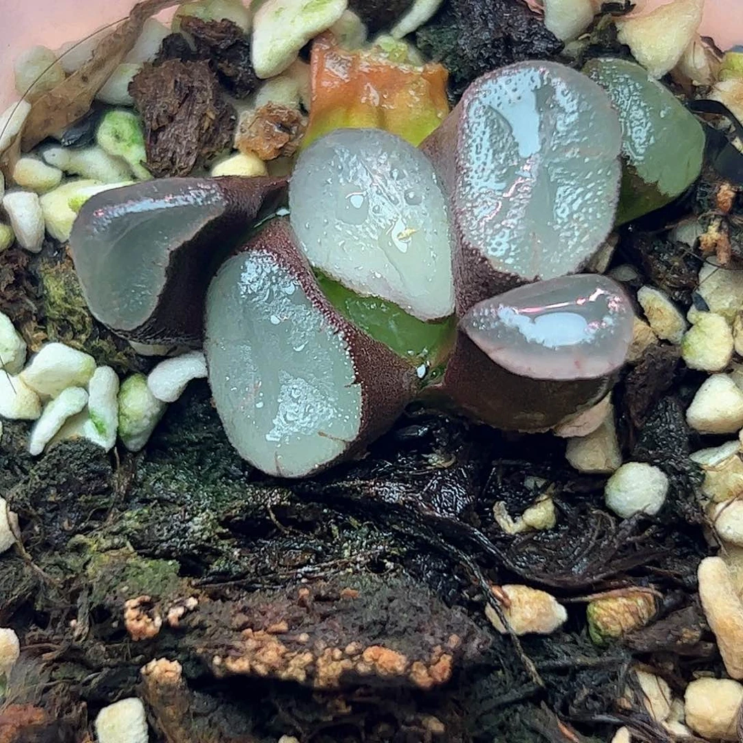 紫镜万象十二卷多肉植物