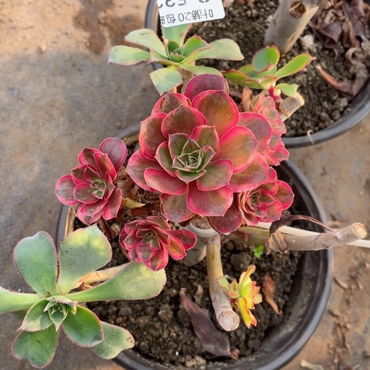 532纳福嫁接多肉123446789