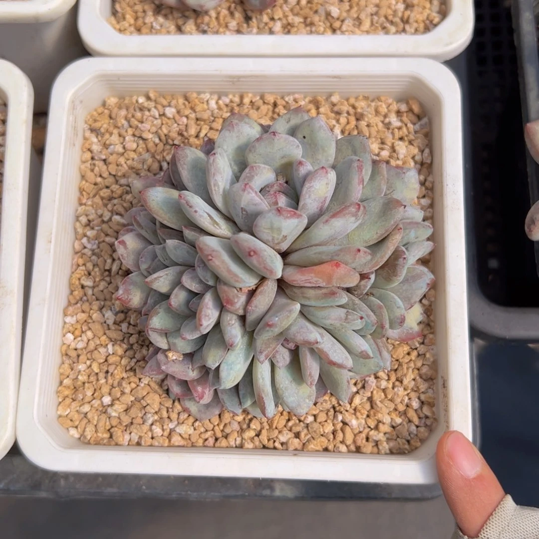 新年快乐 新年快乐