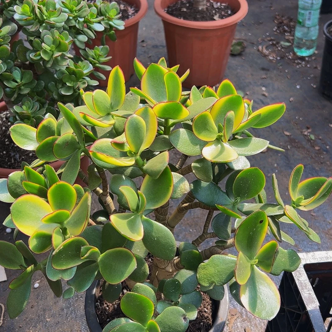 老青叶带盆发货9167