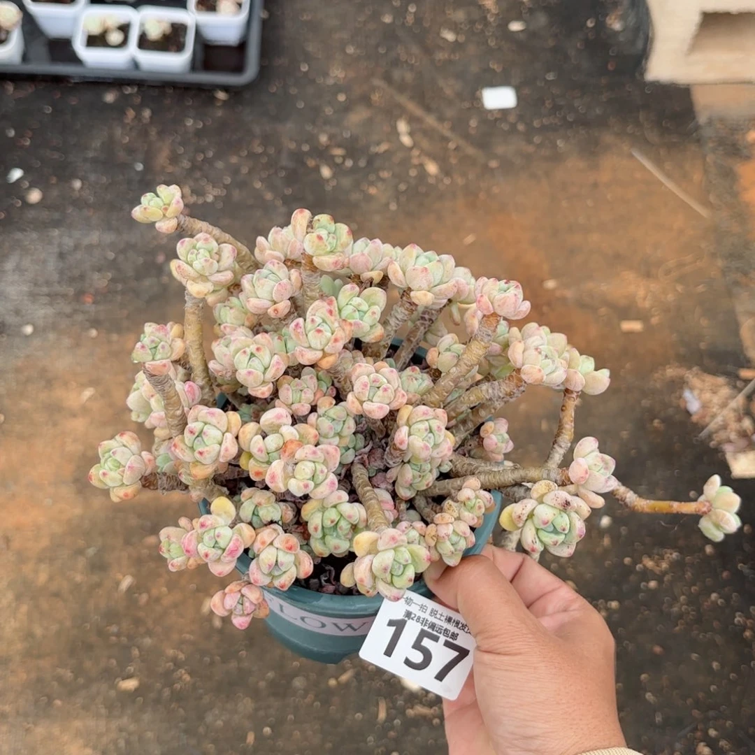 樱花罗绮老桩无盆土发货