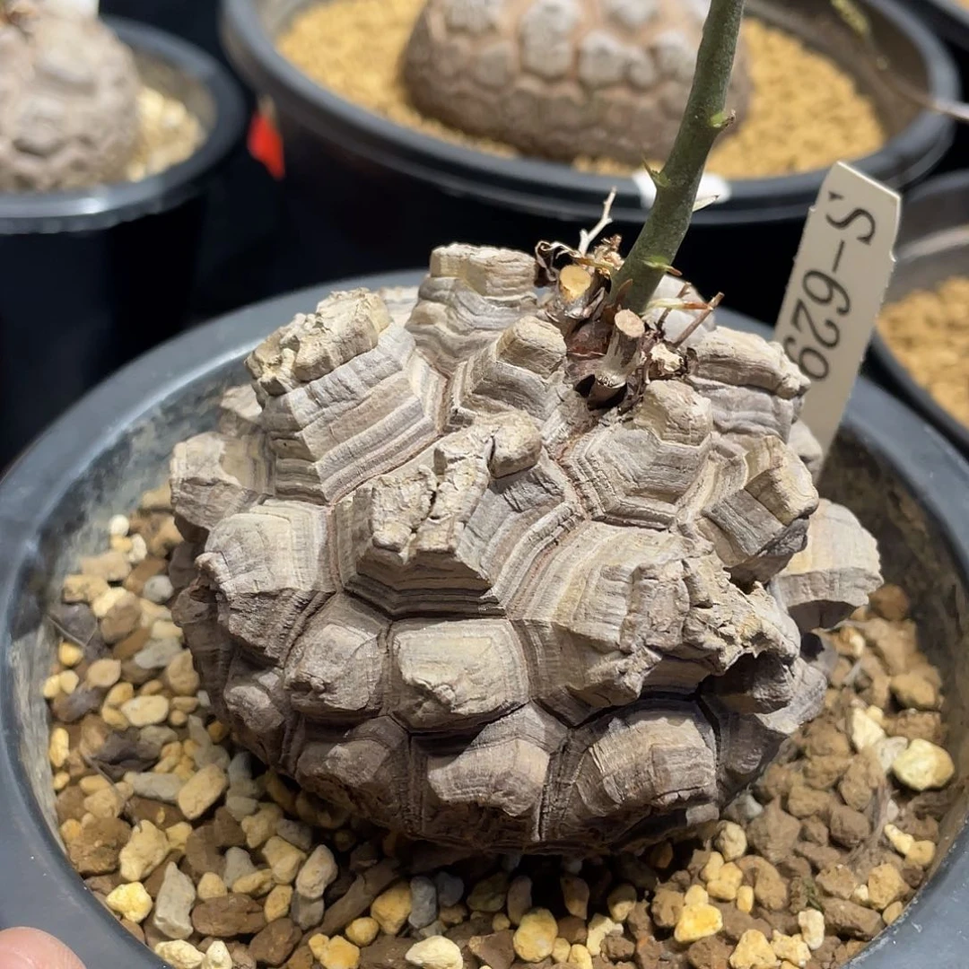 629号龟甲龙不退不换