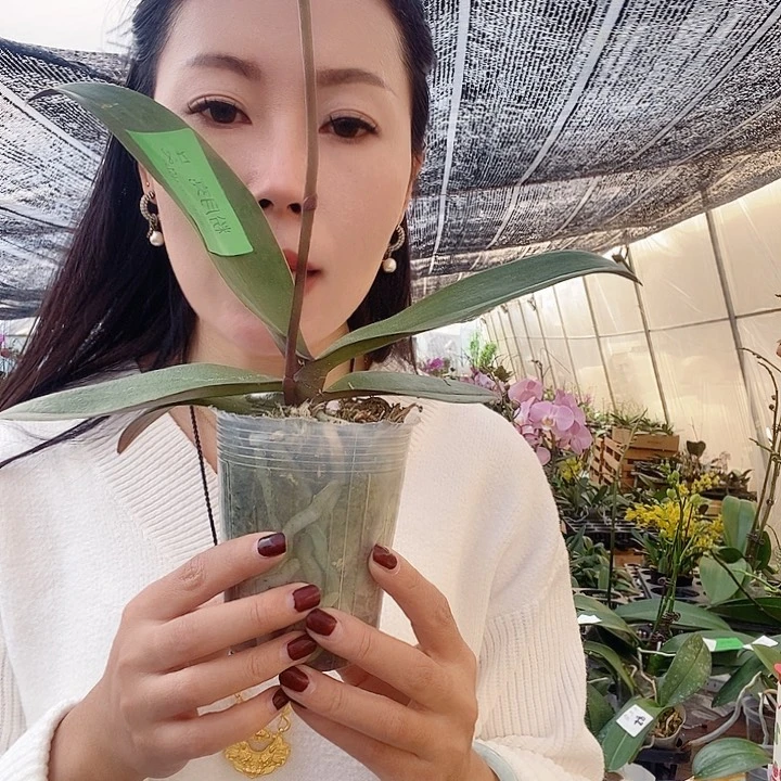 无花朵粉月亮蝴蝶兰